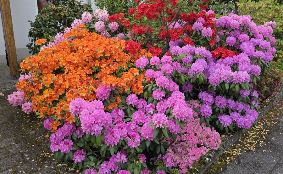 Bunte Blumen ohne Haus im Hintergrund